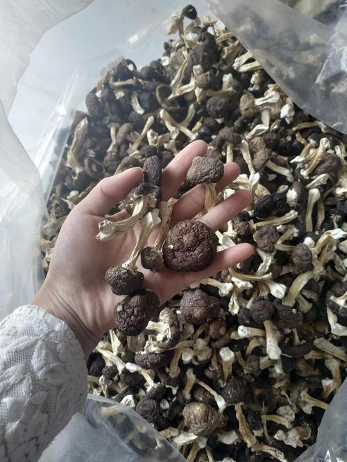 化學肥料熱賣品類解析 從通用款到功能型的市場趨勢